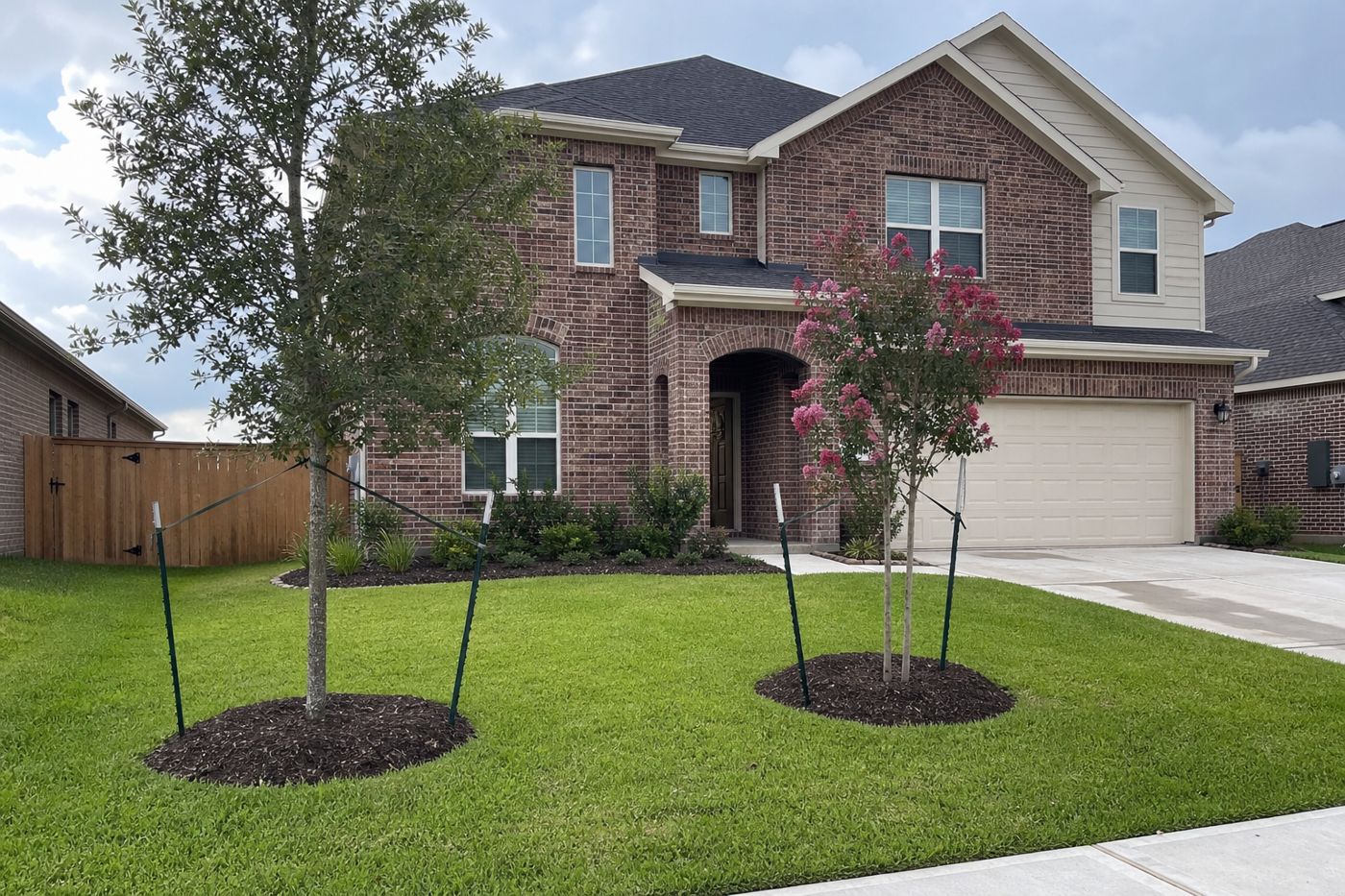 A young live oak and a crape myrtle newly planted in a front lawn, staked, with mulch rings